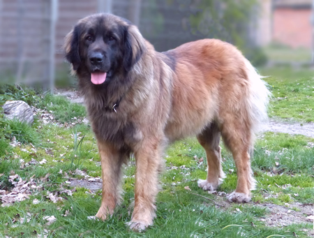 Leonberger