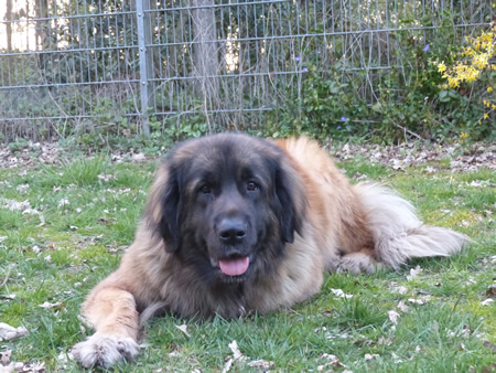 Leonberger