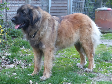 Leonberger