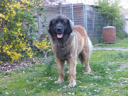 Leonberger