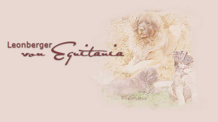 Introbild Leonberger von Equitania